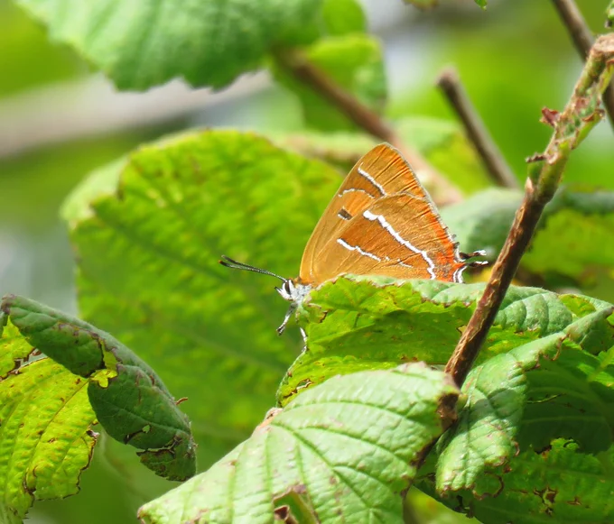 brown hairstreak butterfly, female underside. Warm shades of orange, amber and umber. two little tails. antennae are like stripey socks, black and white, with orange tip to top of antennae.