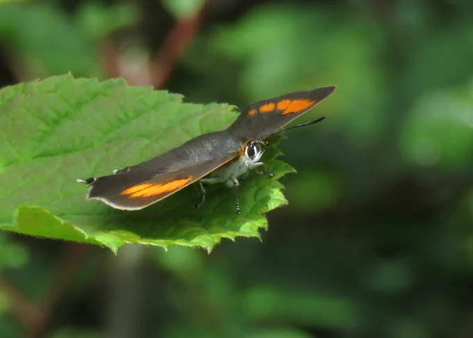 female brown hairstreak butterfly, note orange flash on upper wings
