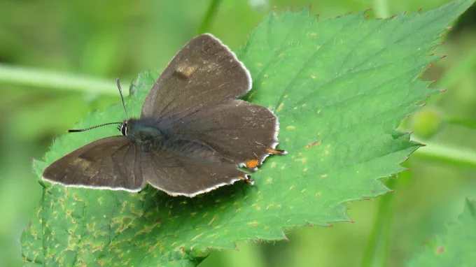 brown hairstreak male