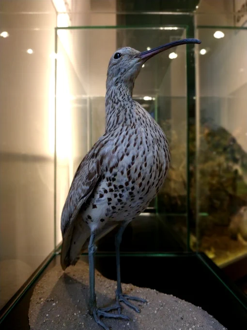 Slender-billed curlew (Numenius tenuirostris) - meteoramuseum.gr