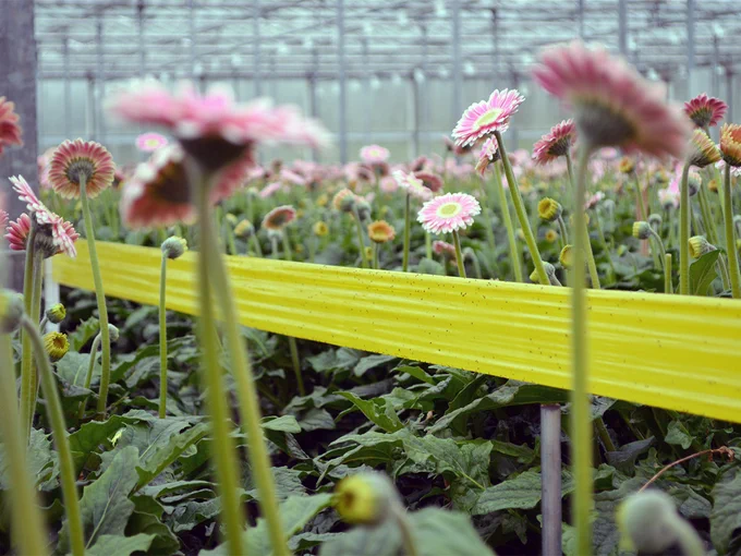 Bug-Scan Roll Yellow in gerbera
