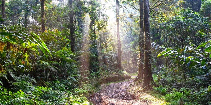 landscape, rainforest, lane