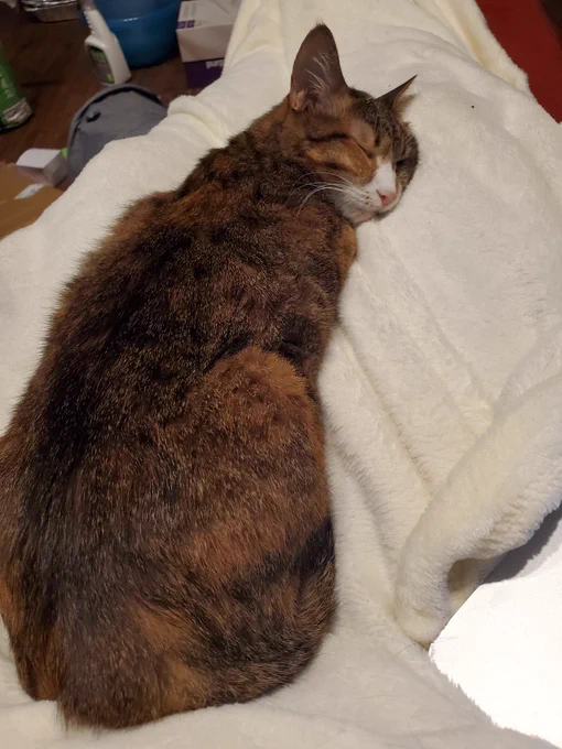Cute cat is cute