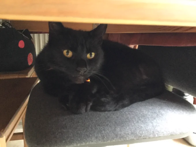 A black cat sat on a chair under our kitchen table.