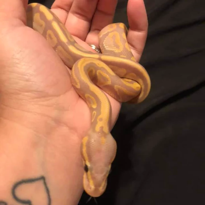 Photo of our customer Amanda's hand holding her new baby Banana Ball python