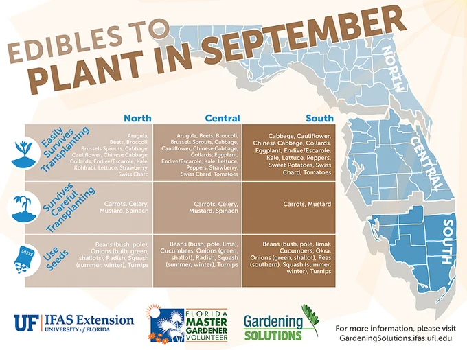 An illustrated list of vegetables to plant in your Florida garden for September. Visit https://sfyl.ifas.ufl.edu/lawn-and-garden/florida-gardening-calendar/ for print versions.