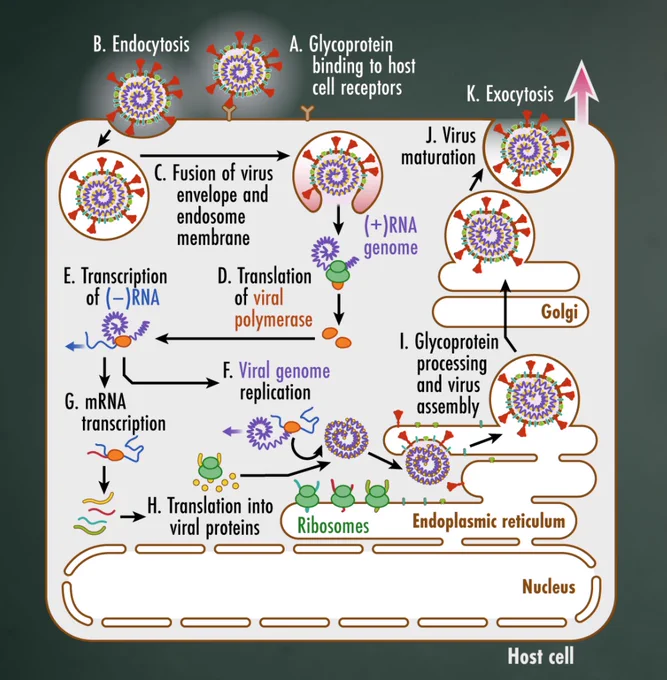 Graphic showing SARS-CoV-2 replication cycle including viral invasion, replication, and maturation