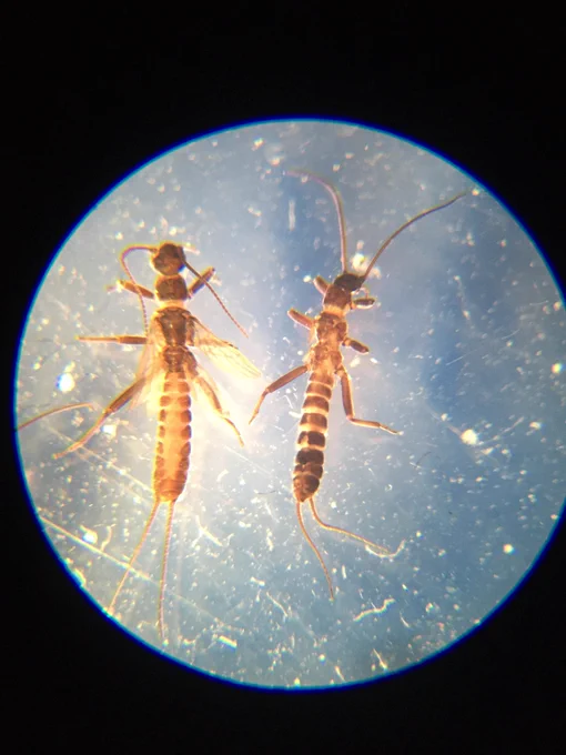 Adults of Capnia vidua anglica female on left, male on right