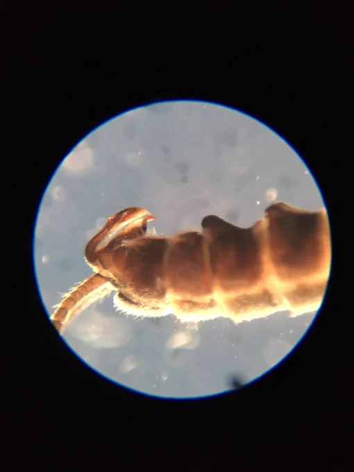 Epiproct of male Capnia vidua anglica