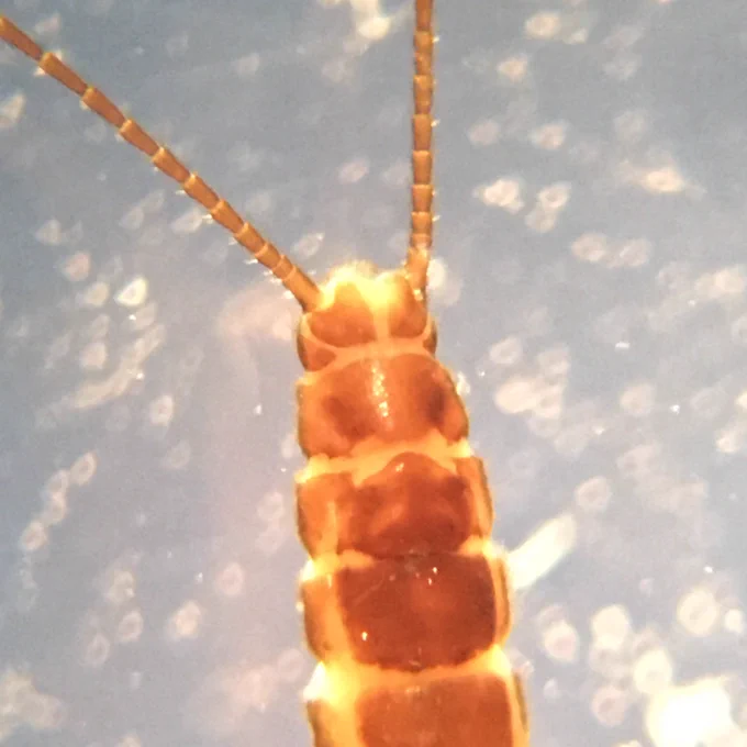 Pre-genital plate of female Capnia vidua anglica