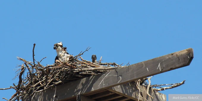 Osprey at Point Molate by Mark Gunn