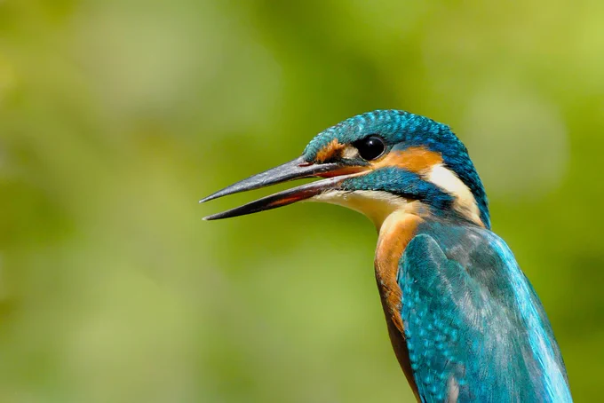 cute bird