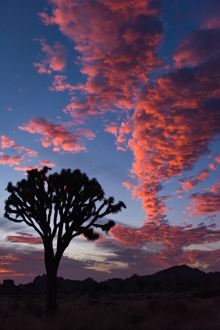 Silhouettes of a Joshua Tree and boulder piles against a dark blue sky with large pink clouds. 