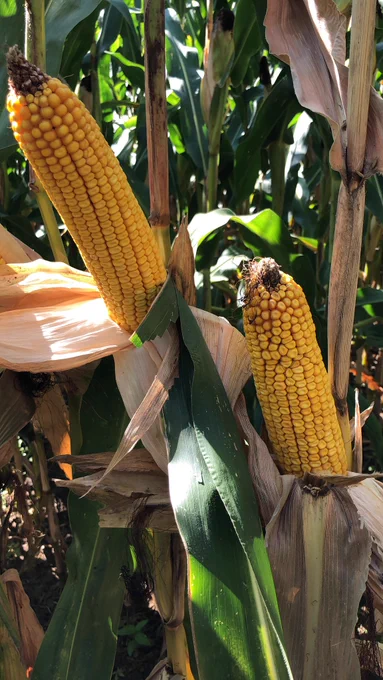 DKC4391 en Alsace