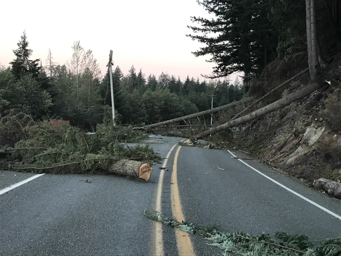 trees on road. 
