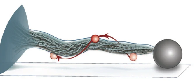 Tracer particles, linked to the actin core at the side of the fiopodium using optical tweezers, report about the twising of the actin core.