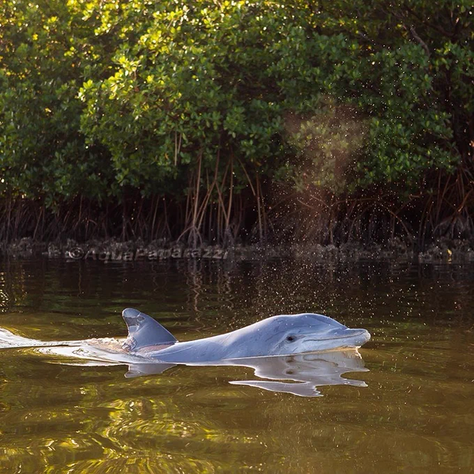 A grey dolphin emerges to take a breath from mocha-colored water. The dolphin swims to the right of the frame and its right eye looks into the camera. Behind it, lush, green mangrove trees line an oyster-covered shoreline at low-tide.