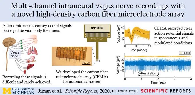 Graphical abstract of paper, showing carbon fiber array and example neural waveforms. 
Paper title: Multi-channel intraneural vagus nerve recordings with a novel high-density carbon fiber microelectrode array. 
Image text: Autonomic nerves convey neural signals that regulate vital body functions. Recording these signals is difficult and rarely achieved. We developed the carbon fiber microelectrode array (CFMA) for autonomic nerves. CFMA recorded clear action potential signals in spontaneous and modulated conditions.
Citation: Jiman et al., Scientific Reports, 2020, 10: 15501.