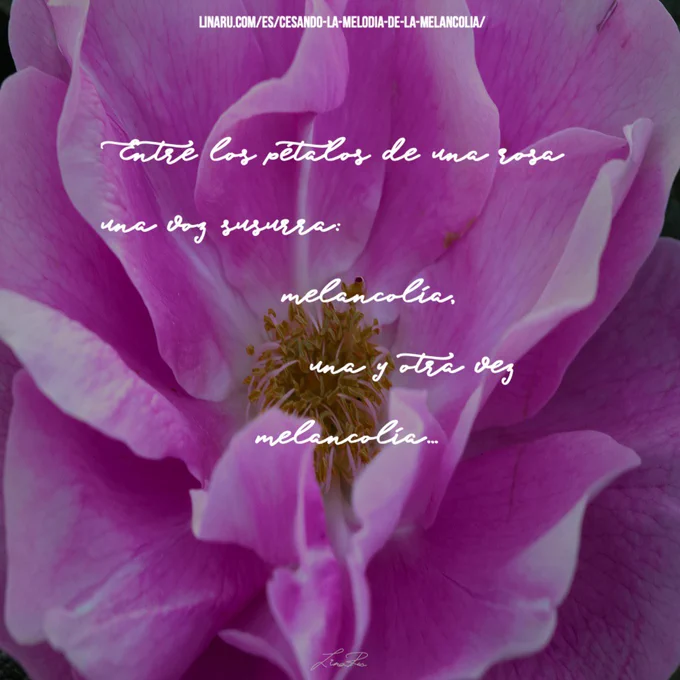Rosa con poema sobre la melancolía
