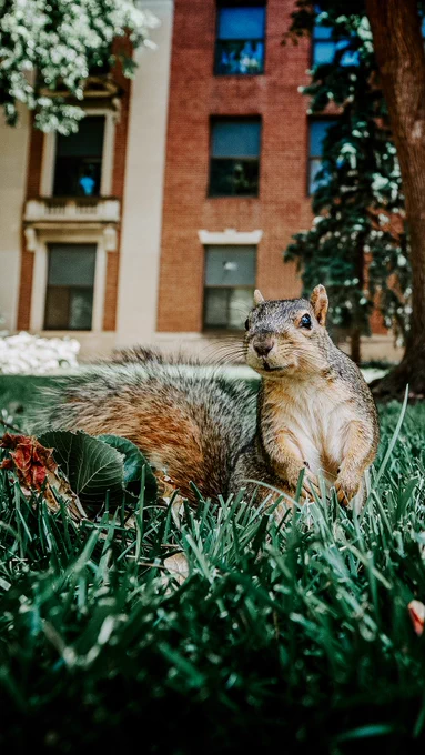 A squirrel looks toward the camera outside Louise Pound Hall on City Campus