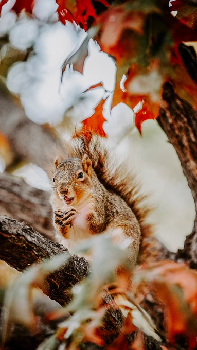A squirrel sits in a tree surrounded by red leaves