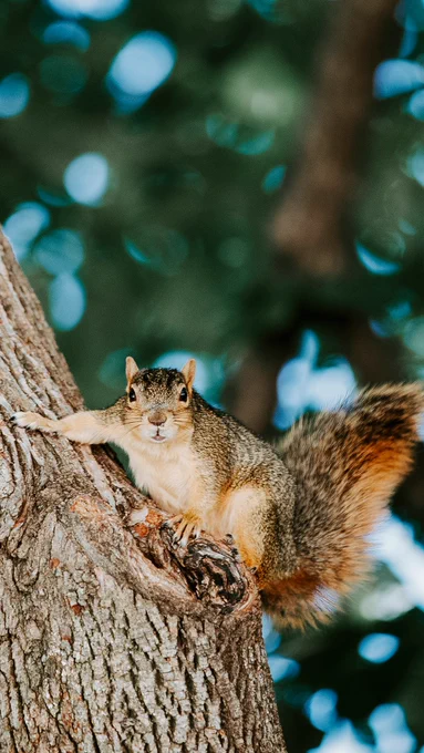 A squirrel looks at the camera from a tree on campus
