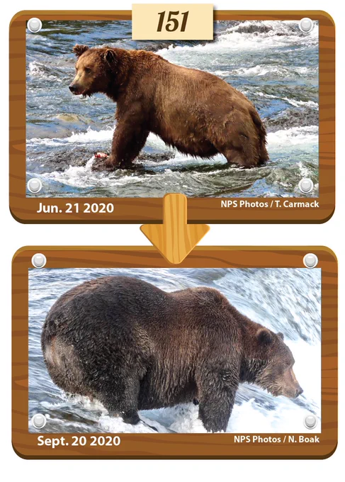 Bear 151 Walker's body comparison images from summer to fall.