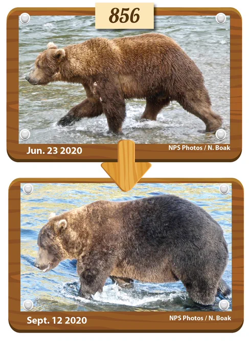 Bear 856's body comparison images from summer to fall.