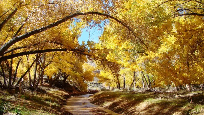 cottonwood trees with yellow leaves line both sides of a creek 