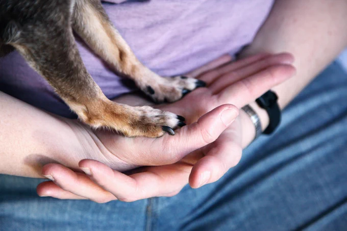 Hands holding small dog's paws 