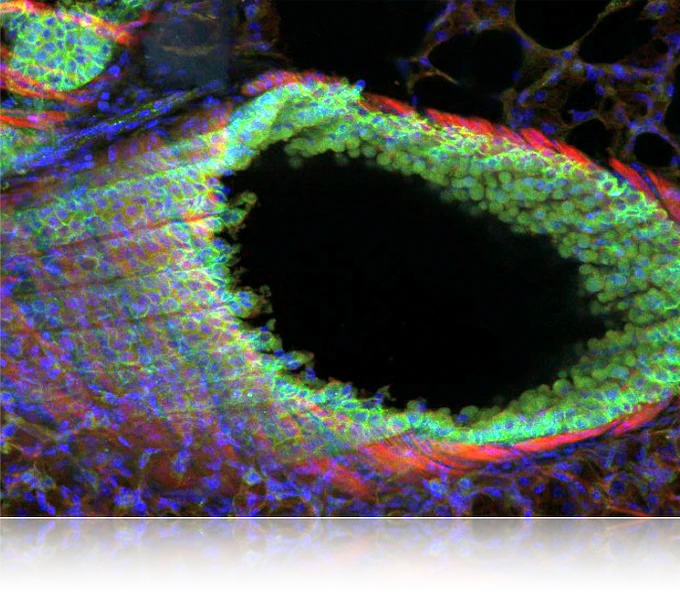 microscope image of an airway with cells in green, blue and red