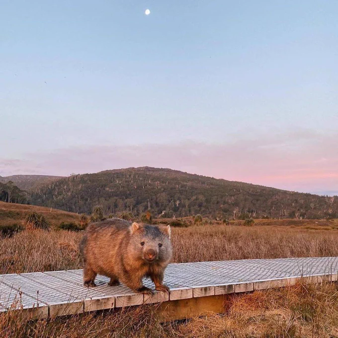 Wombat in a landscape at sunset.