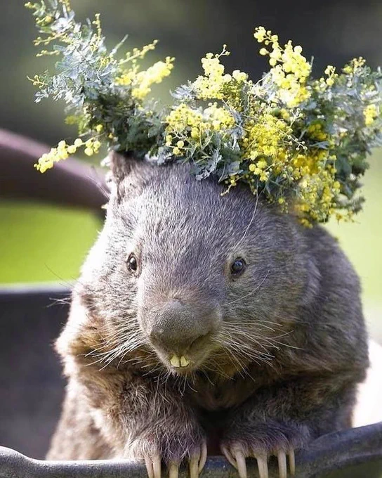 Wombat wearing a crown of flowers.
