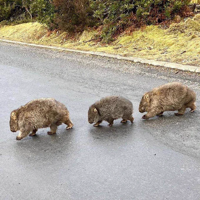 Three wombats in a line crossing a road.