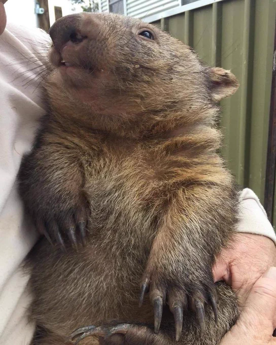 A wombat being held in a person's arms.