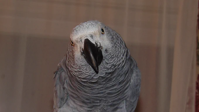 An African grey parrot