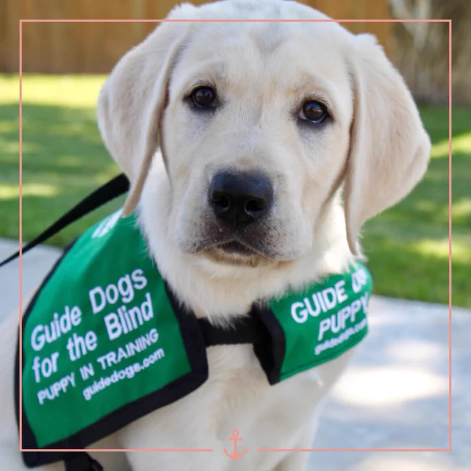 Yellow lab puppy wearing a vest that says 'Guide dogs for the blind puppy in training guidedogs.com'