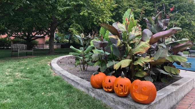 MSU pumpkins behind the Student Services Building 