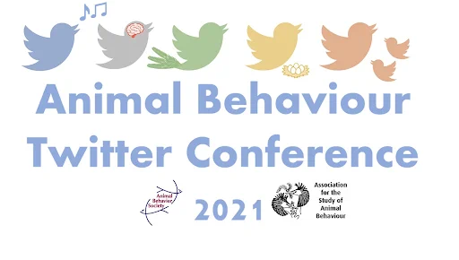 Animal Behaviour Twitter Conference 2021. The logo features many versions of the Twitter bird - one is singing, one has a brain, one has long tail feathers, one has a nest, and one has young birds. Organised by the Animal Behavior Society and the Association for the Study of Animal Behaviour.