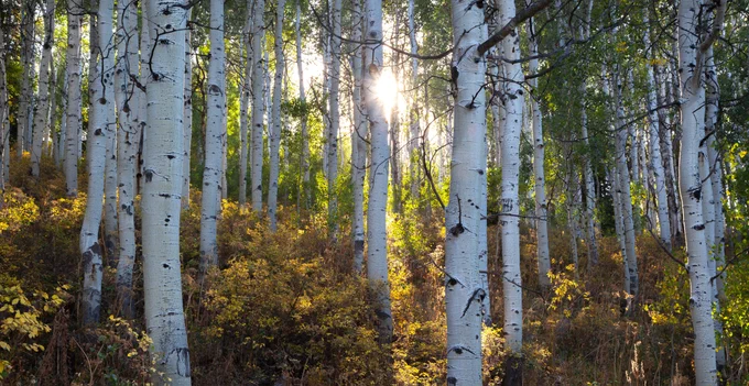 It was about an hour from sunset... heading down the backside of the Alpine Loop in the Wasatch mountain range of Utah I noticed that I was soon engulfed in the shadow of Mr Timpanogos himself... and so I turned around and headed back from whence I came crossing into the shadow line and up into the sun again... passing this wonderful groove of aspens as the late light spilled into the forest. It was a moment I liked and tried to capture for about an hour or so till the sun silently slipped below the ledge and the forest grew dark, cold and quiet. I have several sun flares as I inched my camera ever so slightly left to right for the desired effect,,, and for options of course. This was the first one I grabbed today.