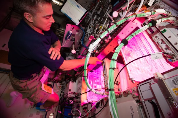 Plant researchers for NASA’s Biological and Physical Sciences who are based at Kennedy Space Center are investigating capabilities of growing edible produce on the space station. Cassidy cleaned botany research hardware after growing lettuce and mizuna greens inside the Columbus laboratory module. The Veggie PONDS (Passive Orbital Nutrient Delivery System) facility aims to provide a garden bed for growing vegetables in space, eventually to support future crews on long-term missions, including those to the Moon and Mars.
