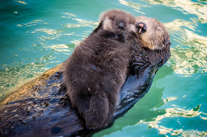 A baby otter pup aboard its mom's belly