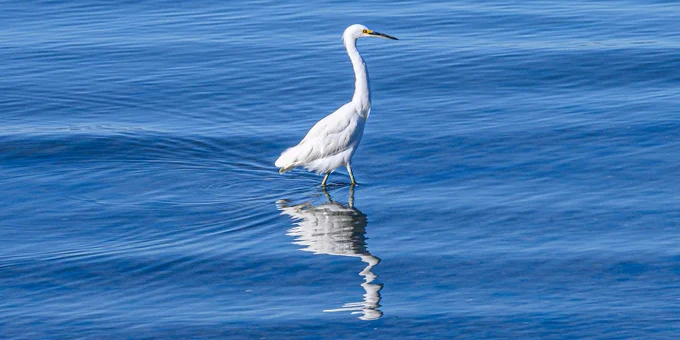Bird in the Bay