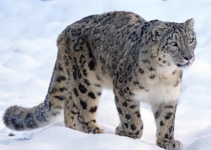 Snow leopards are considered medium-sized cats, standing about 24 inches at the shoulder and weighing around 30-55kg. Their exquisite, smoky-grey fur is patterned with dark-grey to black rosettes which helps to camouflage them against rocky slopes. The snow leopard is listed as Vulnerable on the IUCN-World Conservation Union’s Red List of the Threatened Species. 