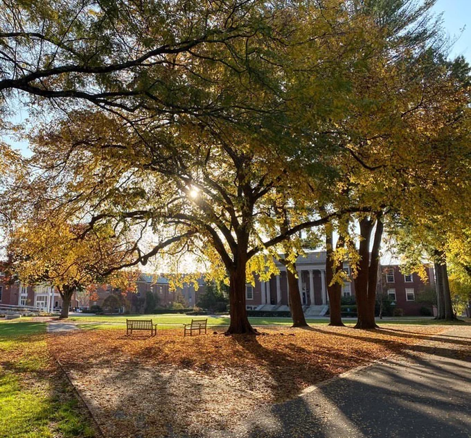 Library building framed by yellow leaves and fall lighting.