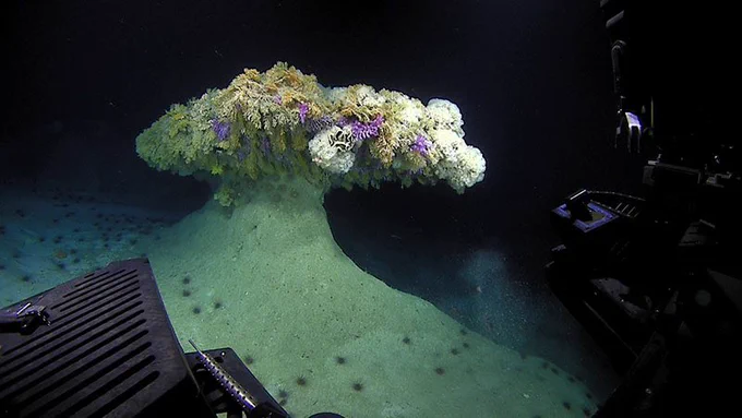 We found an unusual umbrella-shaped pedestal that was covered with corals and sponges towards the end of a Mountains in the Deep: Exploring the Central Pacific Basin expedition dive near Jarvis Island, a 4.5-square-kilometer (1.7-square-mile) uninhabited island just south of the Equator. Zooming in on the coral revealed numerous shrimp, crabs, brittle stars, and fish living within this structure.