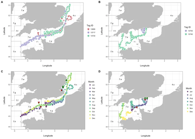 Horizontal movements of six electronically tagged starry smooth-hound in the Northeast Atlantic. Points coloured by shark ID (top) and month (bottom). All six sharks tagged with G5 DSTs (@CefasTechnology). 