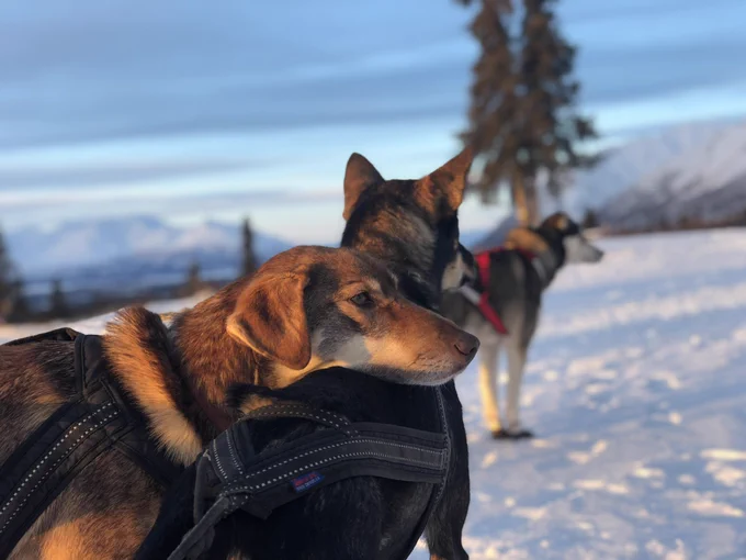 Jenga rests her chin on her daughter Hunter’s back. They’re both in harness, looking out over snowy mountains