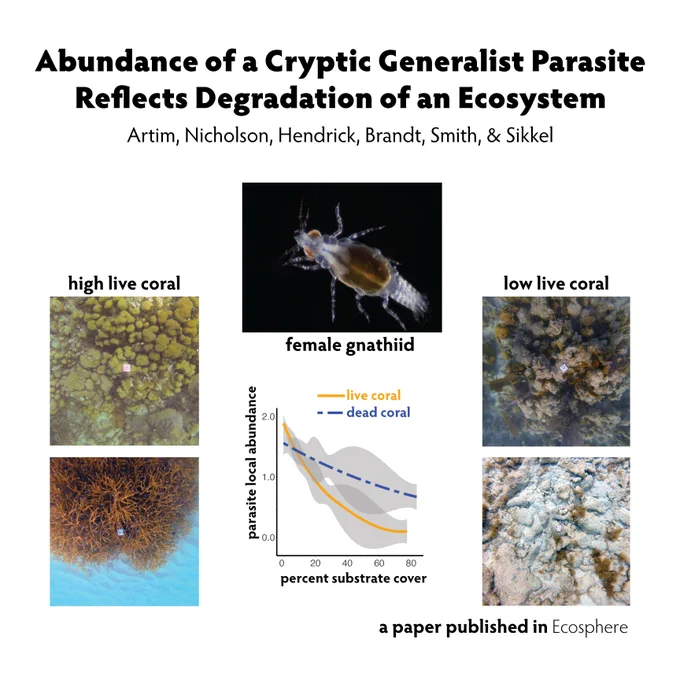 A montage of five photos and a graph. The center photo is of a gnathiid coral-reef fish parasite. On the left are two photos of high-live coral habitat. On the right are two photos of low-live-coral habitat. Nestled among the five photos is a graph whose x-axis depicts percent substrate cover and whose y-axis depicts local abundance of gnathiids. There are two curves, one for the relationship between percent live coral and gnathiid abundance and the other for the relationship between dead coral and gnathiid abundance. For both curves, the more abundant the substrate, the less abundant are the gnathiid parasites. But, as live coral is more plentiful, gnathiid abundance falls off more rapidly than it does for more abundance of dead coral. 