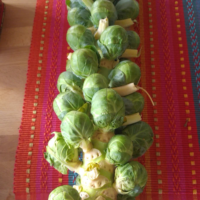 Fully grown stalk of fresh brussel sprouts on a red, yellow and blue striped placemat.